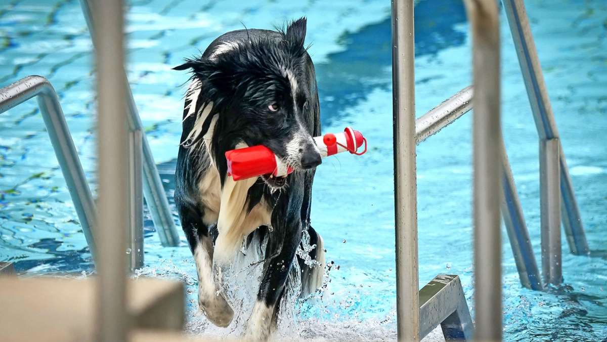 Hundeschwimmen in Ludwigsburg: Hunde  dürfen  als letzte baden