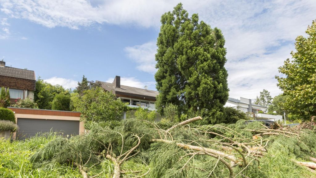 Unwetter in Nürtingen: Blitz kappt  Mammutbaum