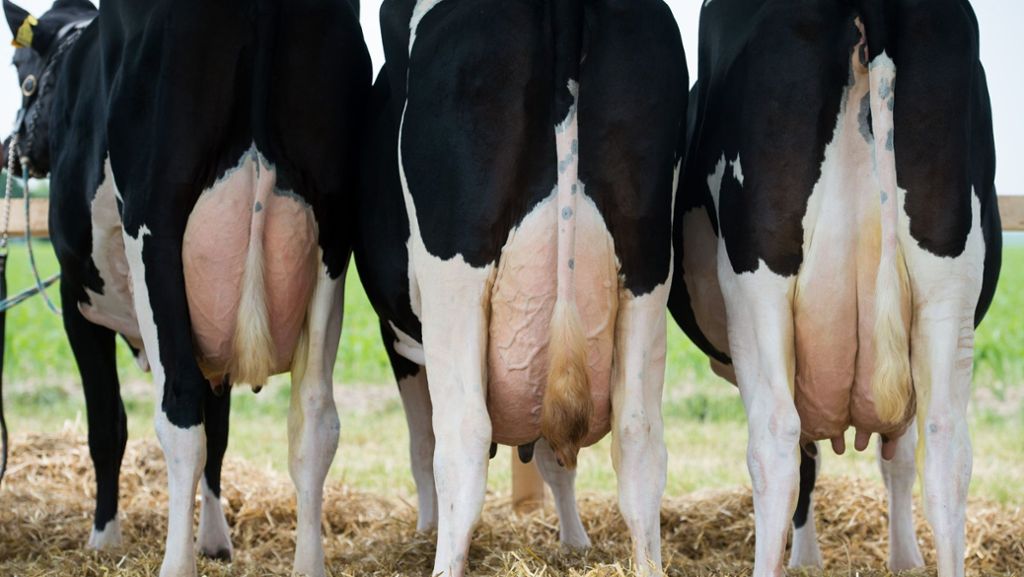Milchviehhaltung im Südwesten: Die Misere der Milchbauern