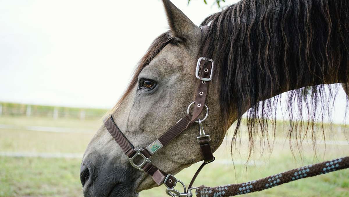 In Schleswig-Holstein: Pferd verteidigt junge Reiterin gegen übergriffigen Mann