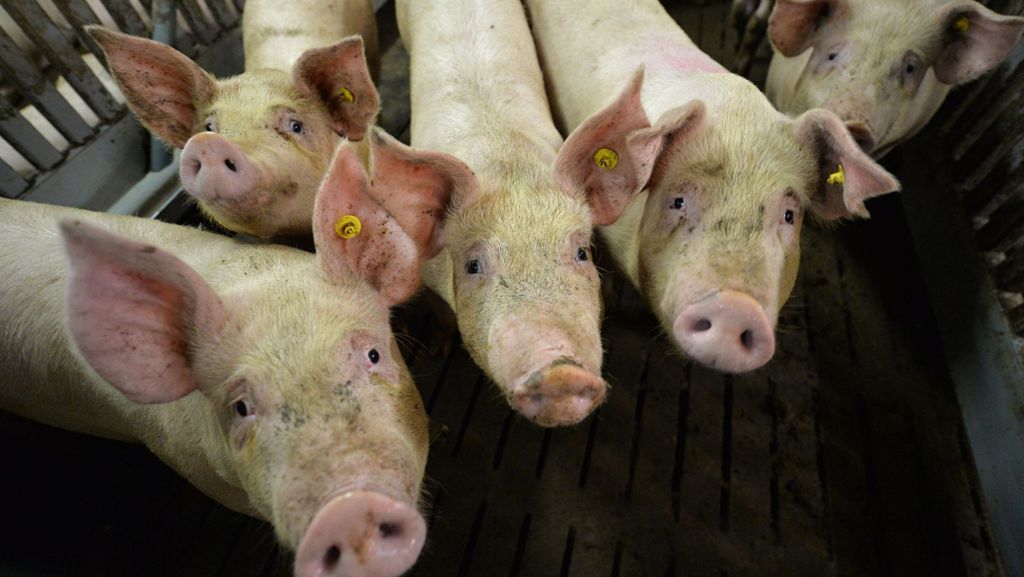 Schnitzel und Wurst: Warum die Schweinepest in China Fleisch in Deutschland teurer macht