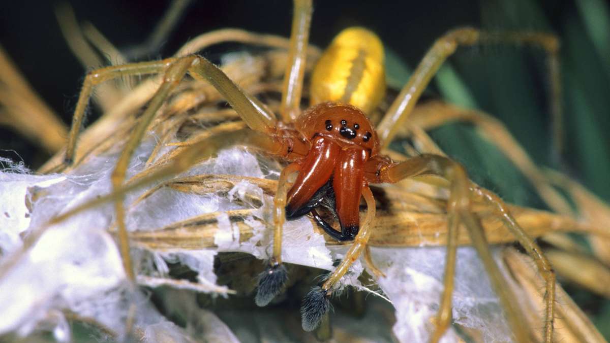 Neue Spinne im Südwesten: Wie gefährlich ist die Ammen-Dornfingerspinne?
