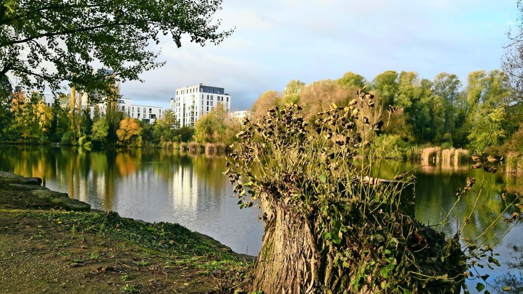 Probstsee in Stuttgart-Möhringen: Pläne des Umweltamts gehen nicht auf