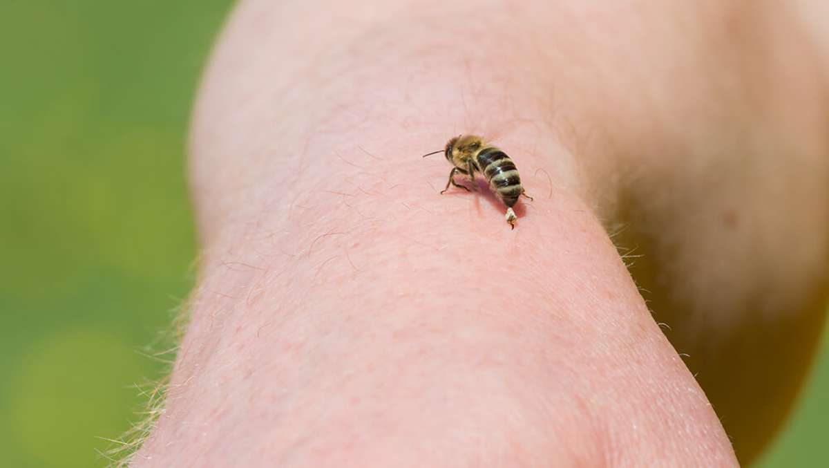 Wieso sterben Bienen eigentlich, nachdem sie einen Menschen gestochen haben? Und wissen die kleinen Tierchen, dass ihr Leben nach dem Stich endet? Diese Fragen beantworten wir im Artikel.