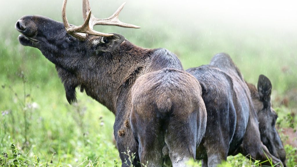 Alaska: Elche bekämpfen sich durch einen Zaun