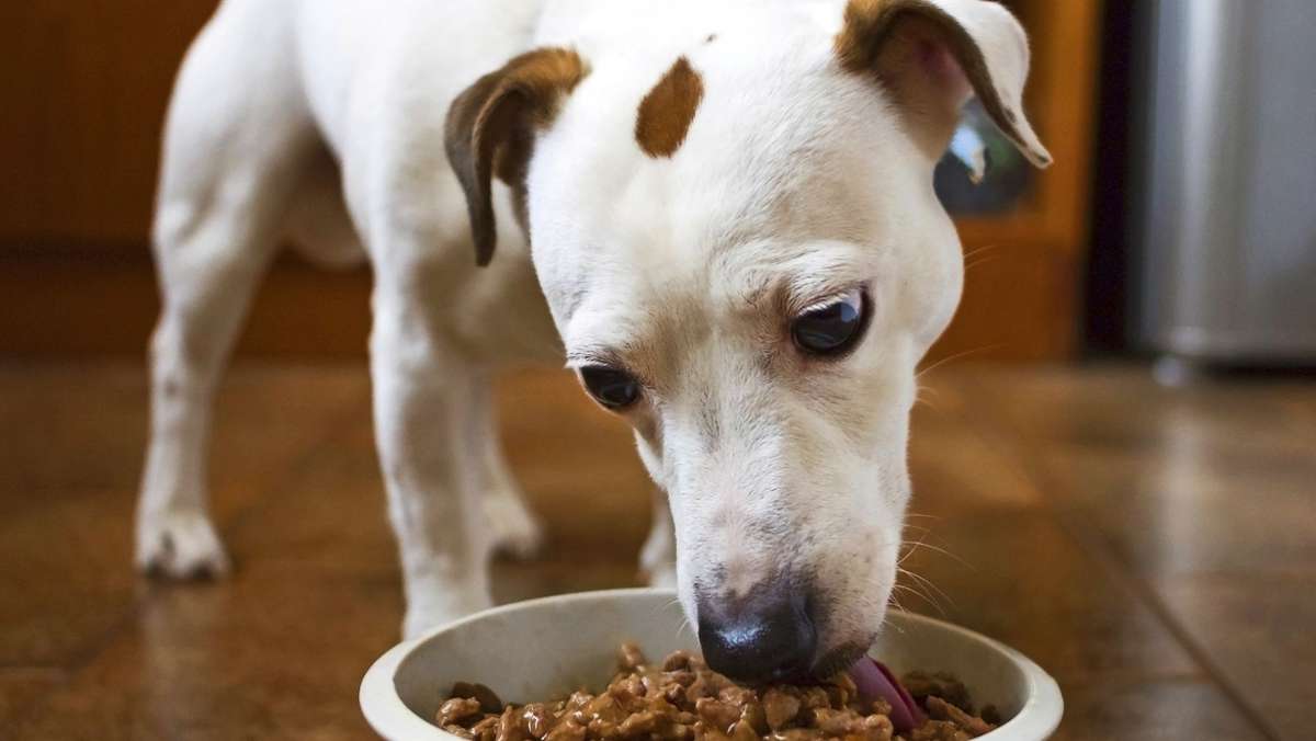 Umweltbilanz von Haustieren: Wie stark schadet ein Hund der Umwelt?