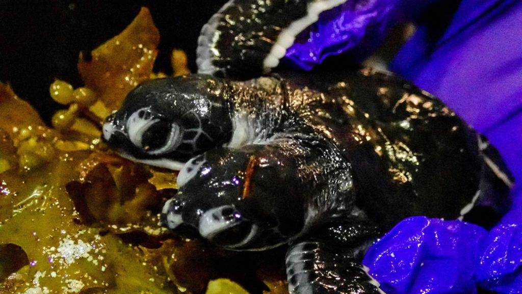 Seltener Fund in Malaysia: Zweiköpfige Babyschildkröte entdeckt