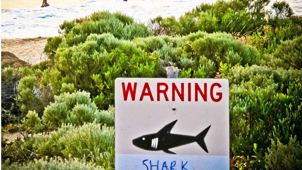 Hai-Attacke in Brasilien: Bestie Hai – Mythos oder Wirklichkeit?