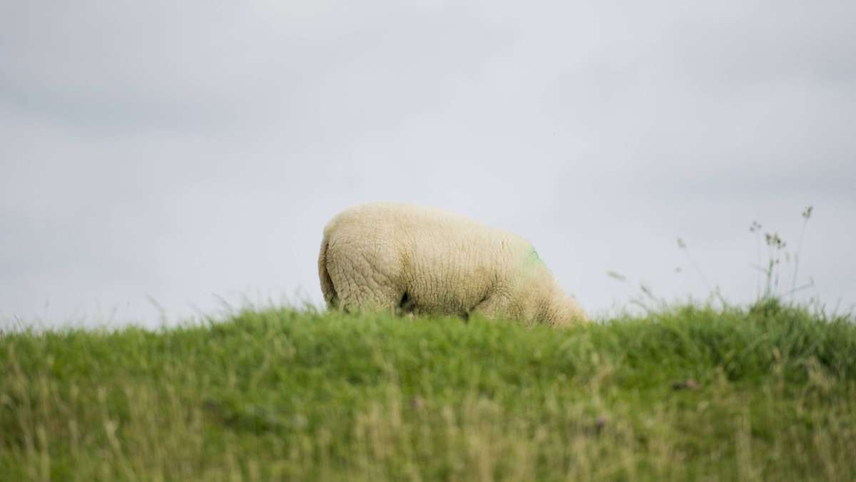 Kreis Konstanz: Unbekannte zerschneiden Schutzanzug eines allergischen Schafes