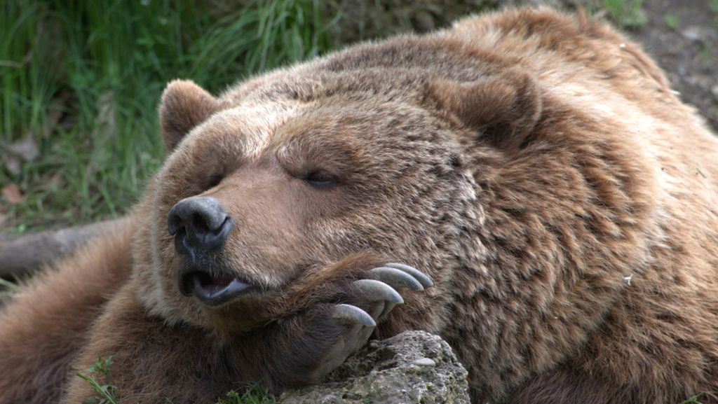 Japen: Bären machten Winterschlaf in Krankenhaus