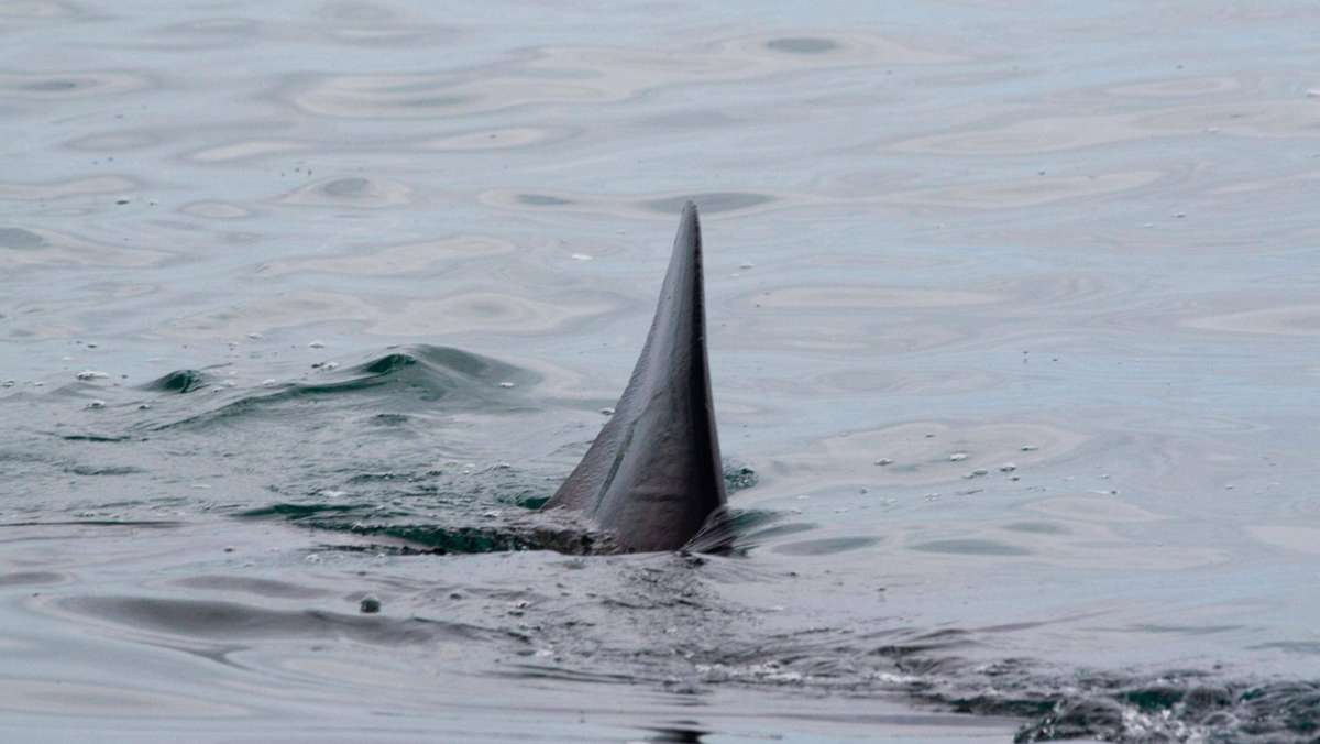 Drama auf den Bahamas: Frau wird beim Schnorcheln  von Hai getötet