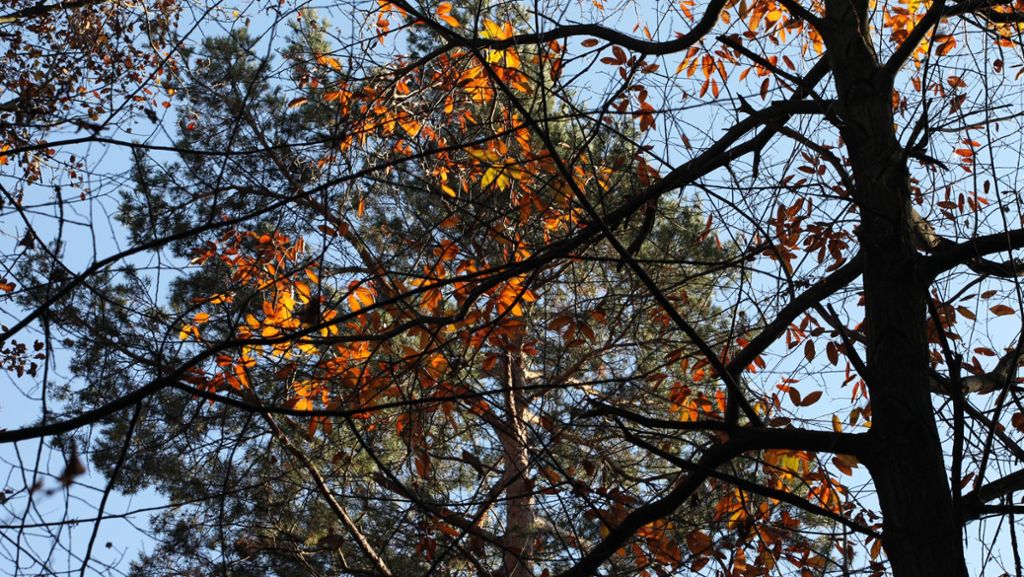 Fellbacher Wälder: Warmes Klima sorgt für viel Totholz  auf dem Kappelberg