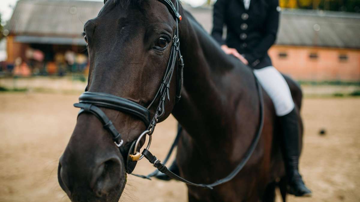 Hoher Spritpreis: Französischer Kellner reitet auf seinem Pferd zur Arbeit