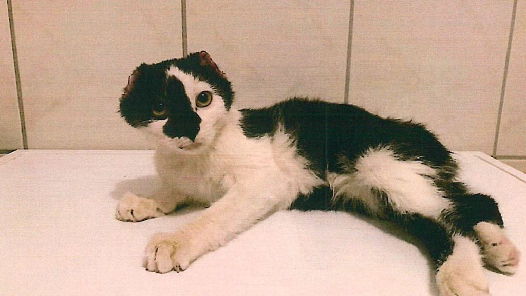 In Thüringen: Brutale Tierquäler verstümmeln und töten Katzen