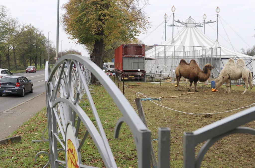 Der Circus Althoff in Ludwigsburg hat eine Debatte über Tierschutz ausgelöst. Foto: factum/Granville