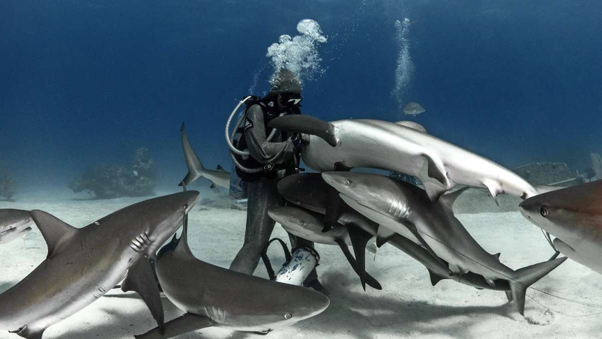 Hai-Taucherin Cristina Zenato: „Was wir von Haien lernen können? Toleranz!“