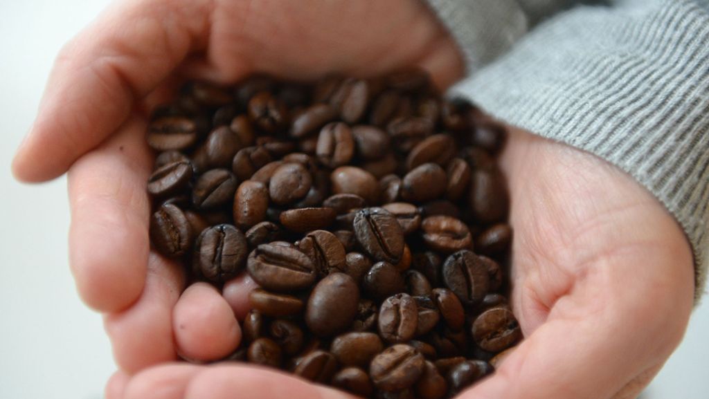 Kaffeepflanze aus der Wilhelma: Karlsruhe stolz auf ersten eigenen Kaffee