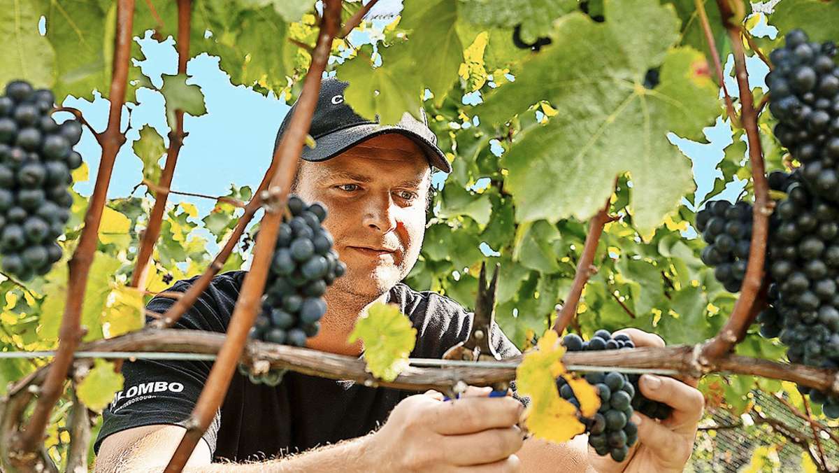 Auswanderer in Neuseeland: „Magischer“ Weinort statt Stuttgarter Westen