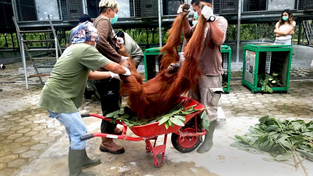 Rettung der Orang-Utans: Raus aus dem Käfig, ab auf den Baum