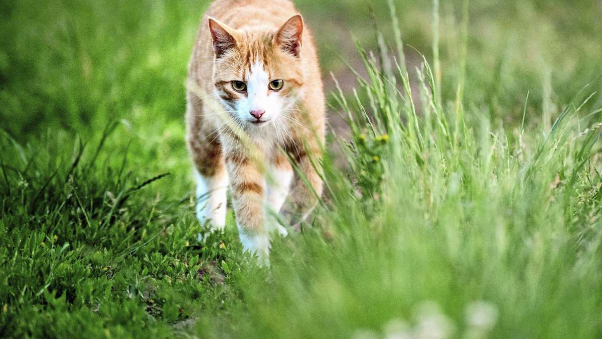 Ludwigsburg sagt nein: Abfuhr für Katzenschutzverordnung
