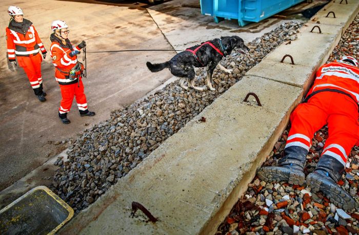 Rettungshunde im Rems-Murr-Kreis: Die wahren Helfer auf vier Pfoten
