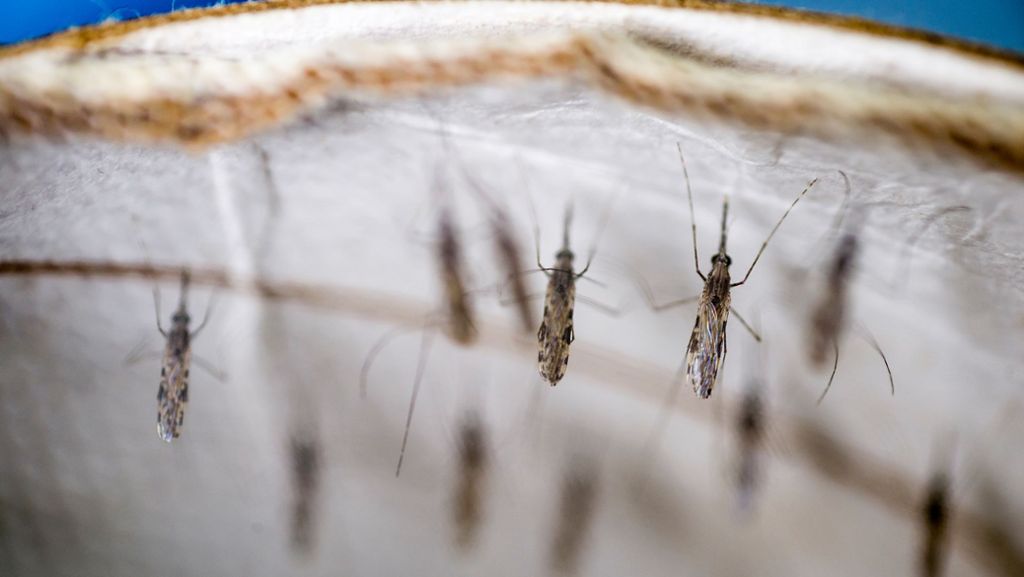 Malaria ist weiter auf dem Vormarsch: Nur kleine Fortschritte beim Kampf gegen Malaria