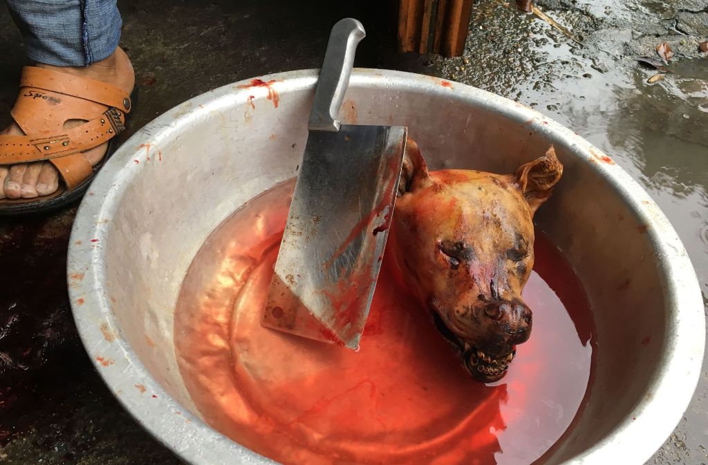Das Hundefleisch-Festival in Yulin hat begonnen: Ein Hund wird zum Verzehr vorbereitet – nichts für schwache Gemüter. Foto: AFP