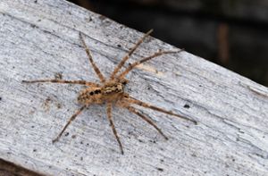 Giftige Spinne wird immer häufiger gesichtet