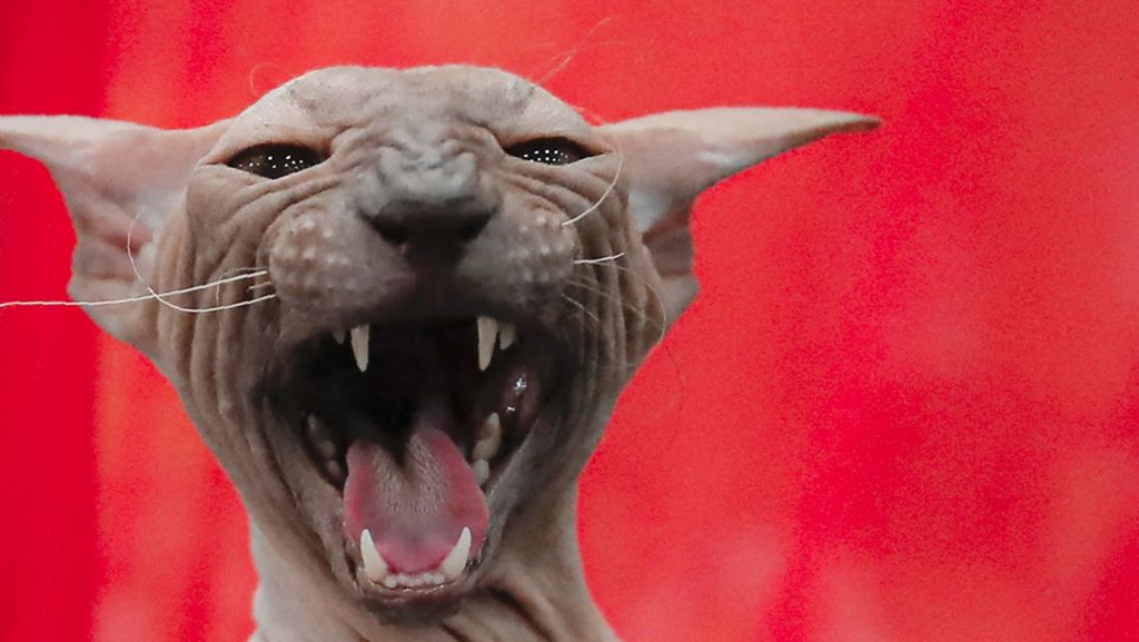 Weltkatzenausstellung auf der „Animal“: „Rassenwahn“ – Wirbel um Katzen-Schau in Stuttgart
