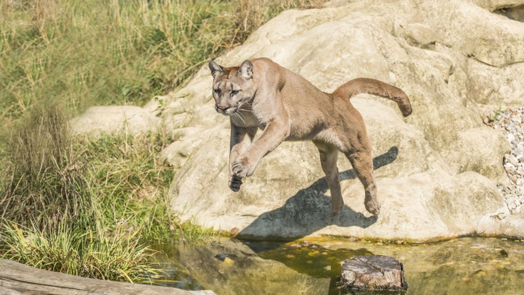 Kalifornien: Dreijähriger überlebt Angriff eines Pumas