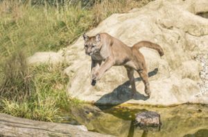 Dreijähriger überlebt Angriff eines Pumas