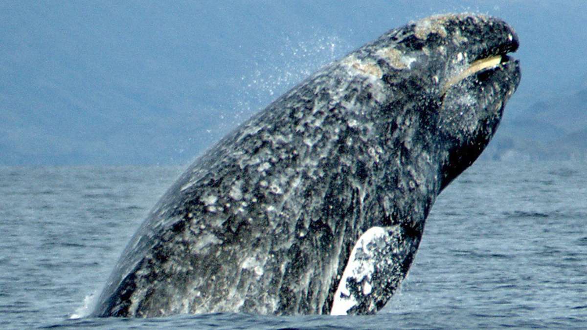 Rekorde im Tierreich: Wal schwimmt   Streckenrekord von 27 000 Kilometern