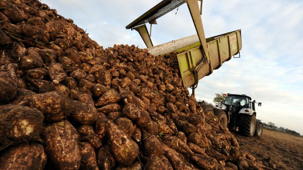 Baden-Württemberg: Landwirte beklagen schlechtes Jahr für Zuckerrüben