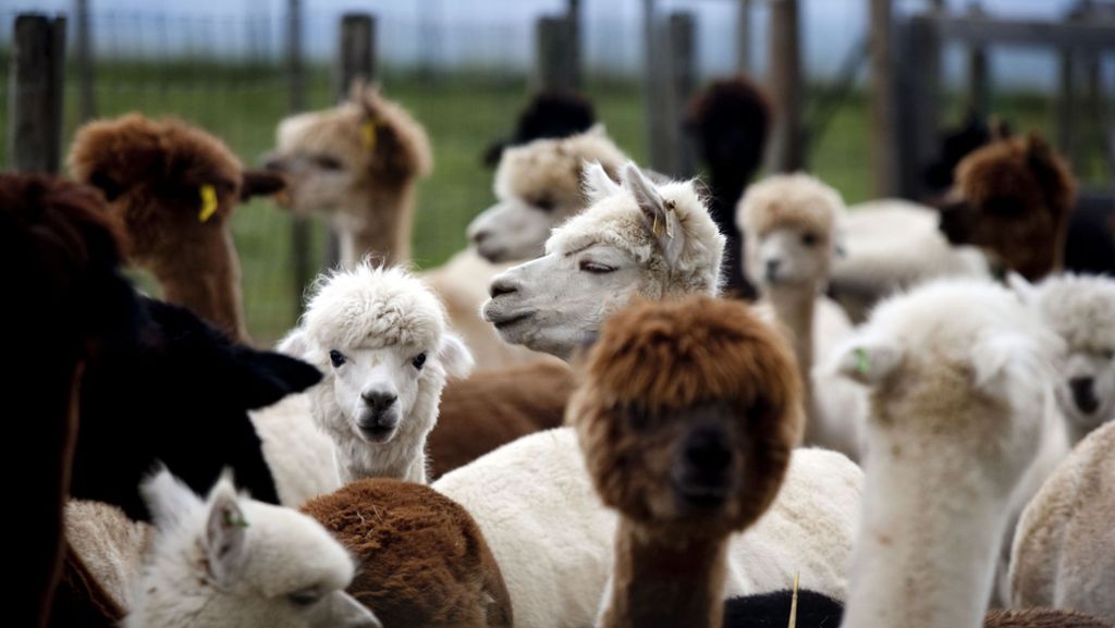 Alpakas: Zehn Fakten, die Sie über die flauschigen Tiere noch nicht wussten