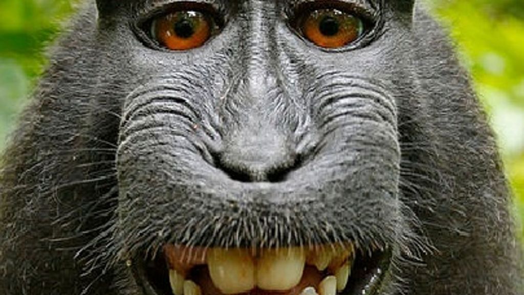 Selfie eines Affen: Streit um Rechte eines Affen am Bild beigelegt