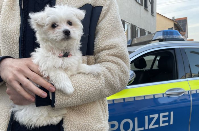 Stuttgart-Zuffenhausen: Tierschützer enttarnen mutmaßlich illegalen Welpenhandel