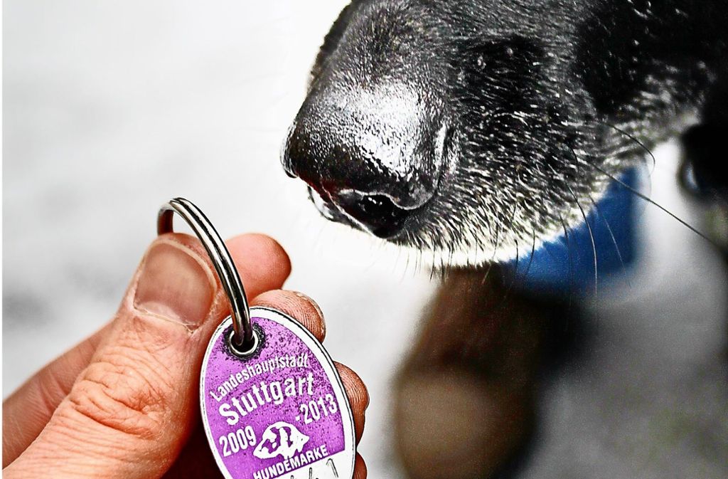 Entwischter Hund in StuttgartDegerloch Steuermarke hilft nicht bei