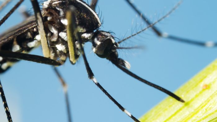 Der Mückenatlas verfolgt die Verbreitung von eingeführten Mückenarten in Deutschland. So können Sie Mücken einschicken und bestimmen lassen.