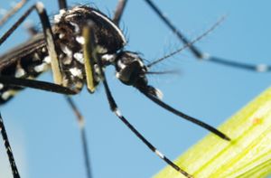 Mücken einschicken für die Forschung - So geht's