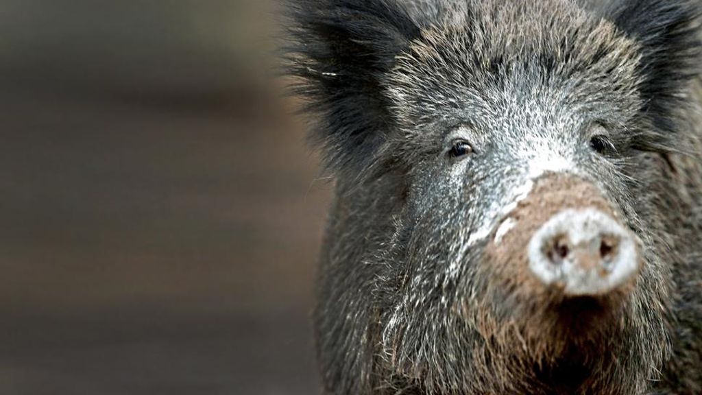 Polizei untersucht Vorfall in Sachsenheim: War Drückjagd Auslöser für Wildschwein-Irrlauf?