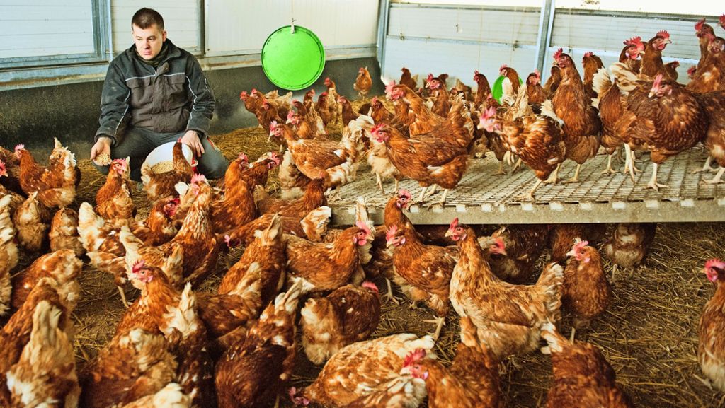 Vogelgrippe: Stuttgarter Landwirte klagen: Niemand will mehr Freilandeier