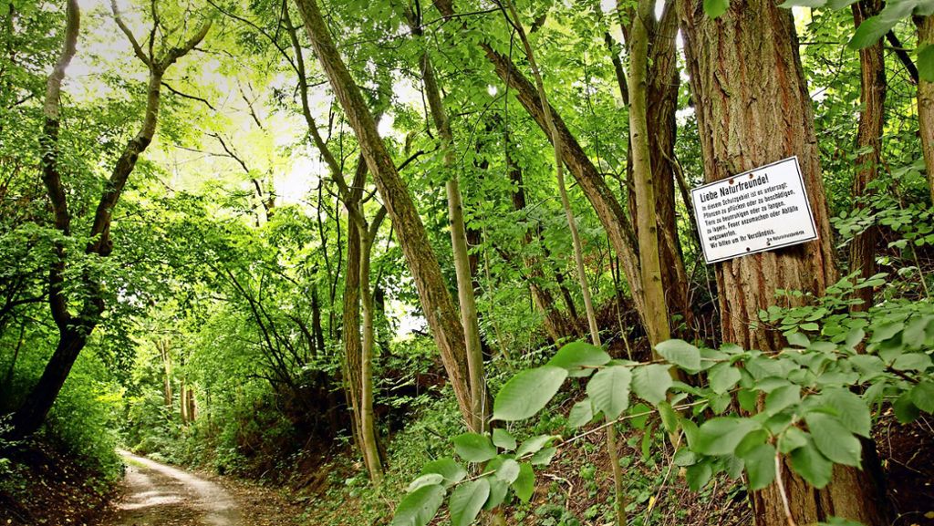 Trauriges Ende im Markgröninger Wald: Polizei löst das Rätsel um den unbekannten Toten