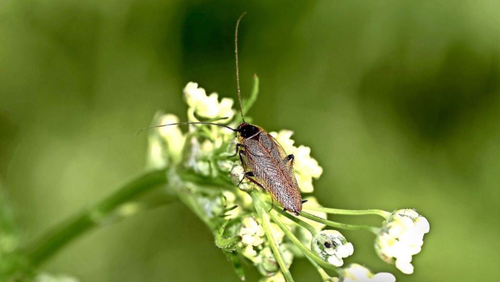 Ungebetene Insekten im Haus: Bernsteinschaben sind nervig, aber harmlos