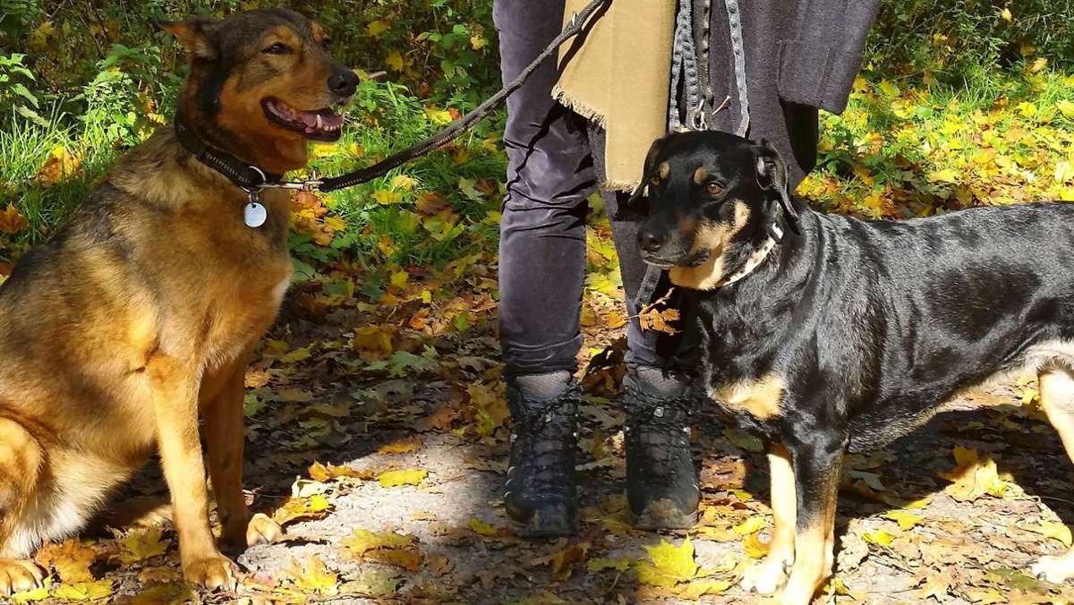 Verdacht auf Giftköder im Kräherwald: Hundehalter in Sorge um ihre Vierbeiner