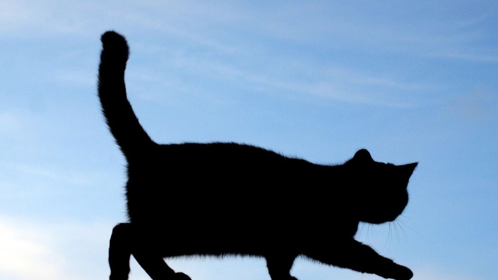 Landkreis Calw: Katze vermutlich mit Säure übergossen