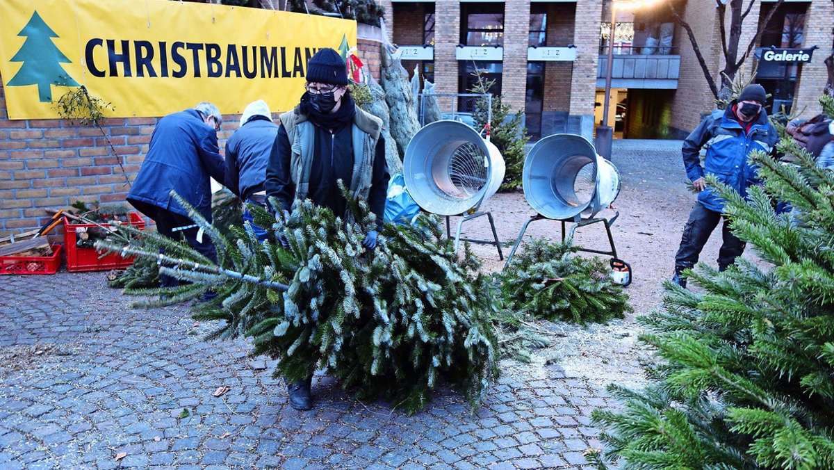 Christbäume in Fellbach: Hiesige Weihnachtsbäume sind begehrt