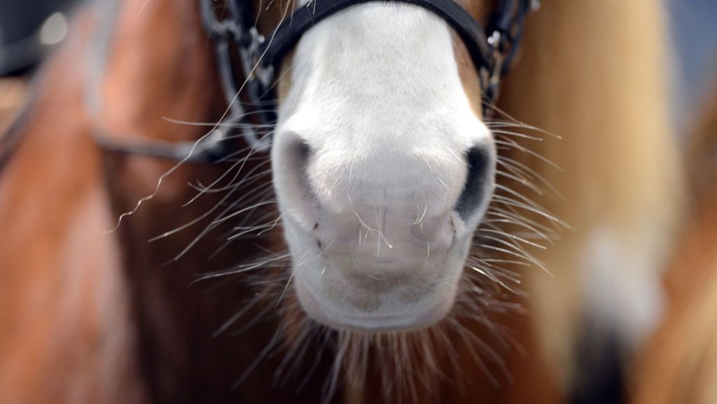 Tierischer Einsatz im Kreis Göppingen: Feuerwehr rettet Pferd aus Bachlauf