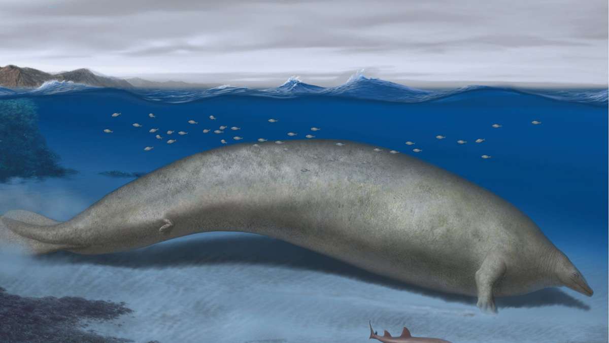 Urzeitlicher Riesenwal: Das schwerste Tier aller Zeiten