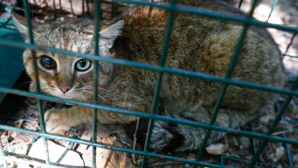 Unerforschte Katzenart auf Korsika: Sagenumwobener Katzen-Fuchs gefangen