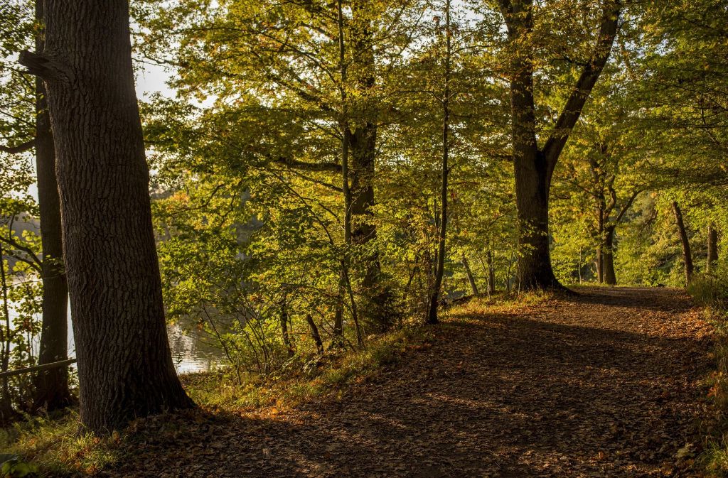 Laubbedeckte Waldwege rund um die Seen in Stuttgart läuten den bevorstehenden Herbst von seiner schönsten Seite ein.